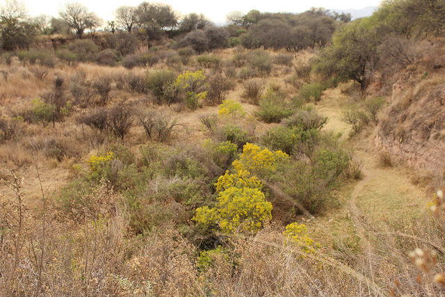 Rechaza Inah desarrollo inmobiliario de Los Cobos
