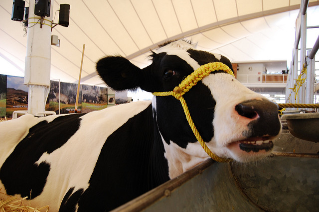 Este año arrancará construcción de planta deshidratadora de leche