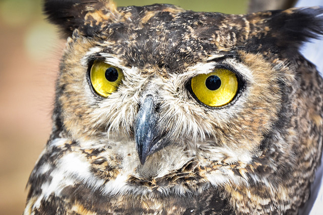 Sin espacios para resguardar animales incautados en Aguascalientes