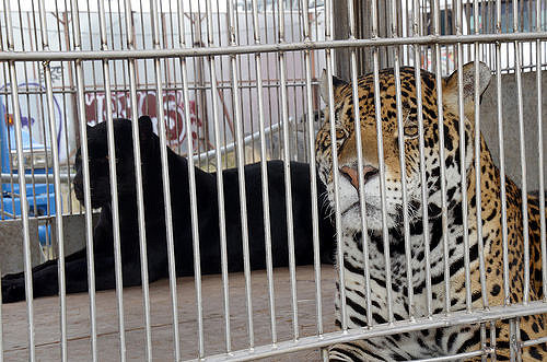Ambigüedades en Ley de Protección a los Animales dificultan su cumplimiento