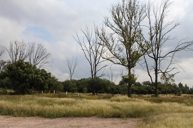 Ausencia de voluntad política paraliza preservación de La Pona