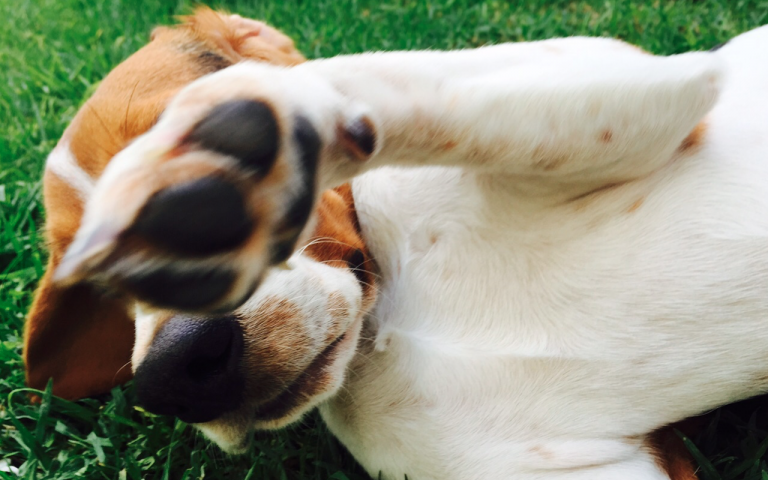 Candidatos a la gubernatura dejan de lado temas de protección animal