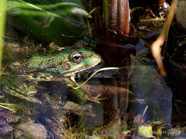 Alerta por incremento de tortugas y ranas en Aguascalientes