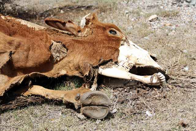 Representa bajo riesgo para la salud el consumo de ganado caído: Issea
