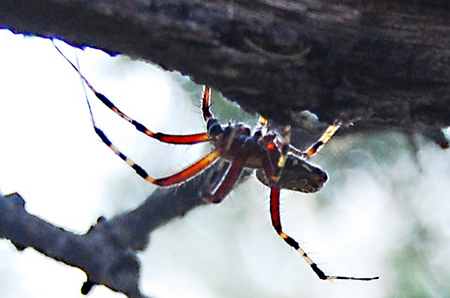 Denuncian la presencia de fumigadores irregulares en Aguascalientes