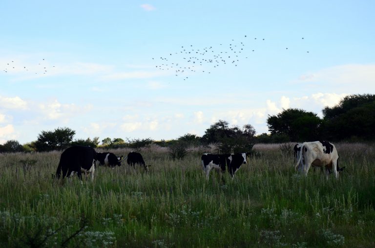 Ocho millones de pesos han sido entregados a ganaderos afectados por pollinaza