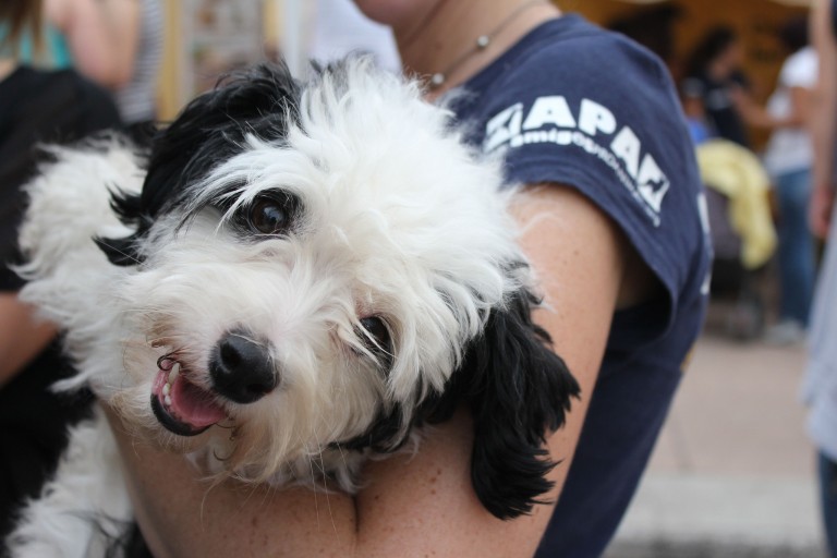 Ángeles de Mascotas pide registro de animales de la calle