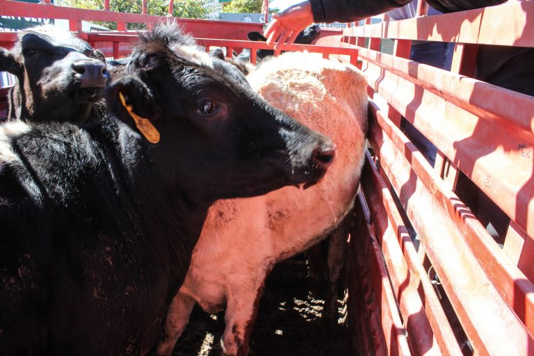 Reforma pretende tipificar el abigeato como delito grave