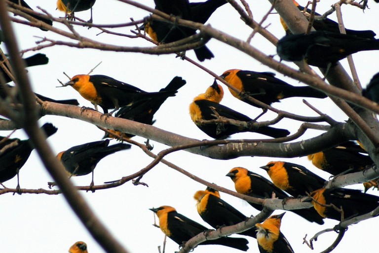 Especies de aves podrían fungir como indicador ecológico para advertir contaminación en ríos
