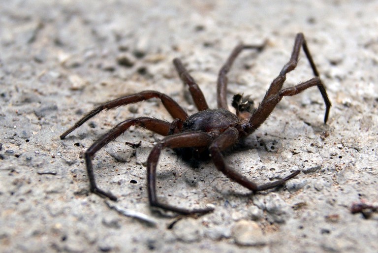 Descartan alerta por picadura de la araña violinista en Aguascalientes