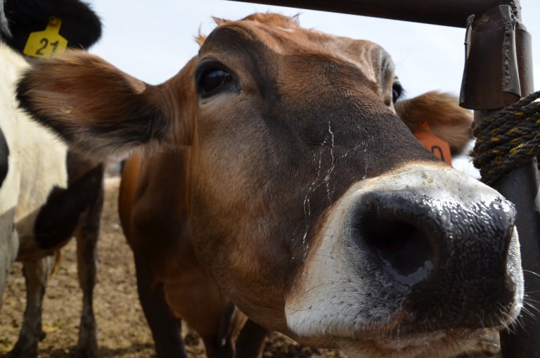 Registran nuevas muertes de cabezas de ganado en Calvillo