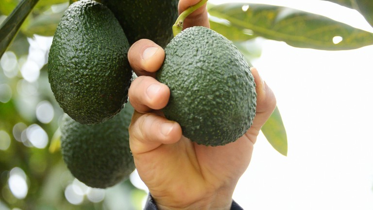 Necesario aumentar la producción de aguacate en otros estados