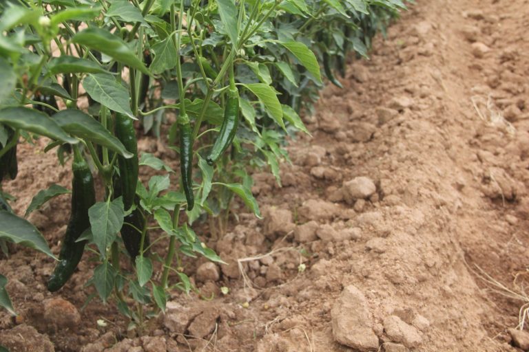 Avanza la cosecha del cultivo de chile en el estado