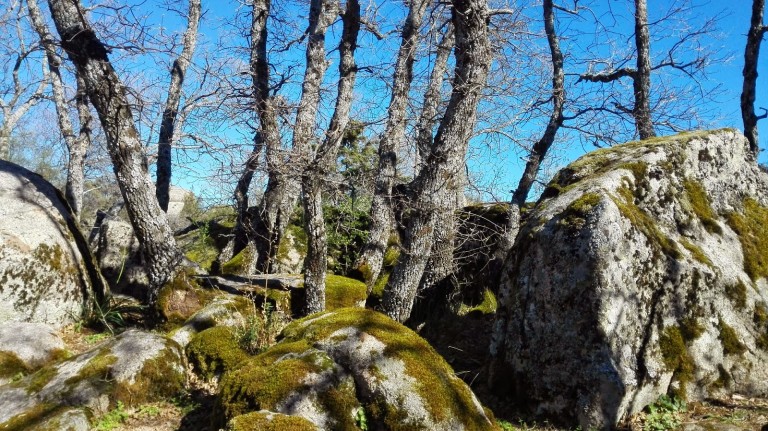Hay cierto placer en el seno de los bosques impenetrables…