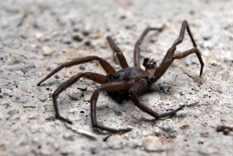 Reportan tres casos de picadura de araña violinista en Aguascalientes