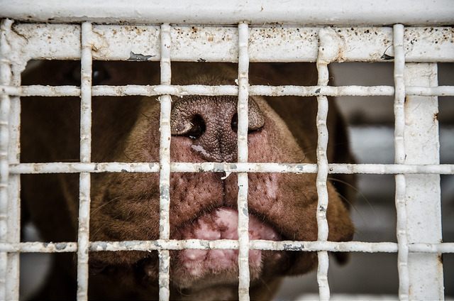 Se registran al mes 100 casos de mordedura de perro en Aguascalientes