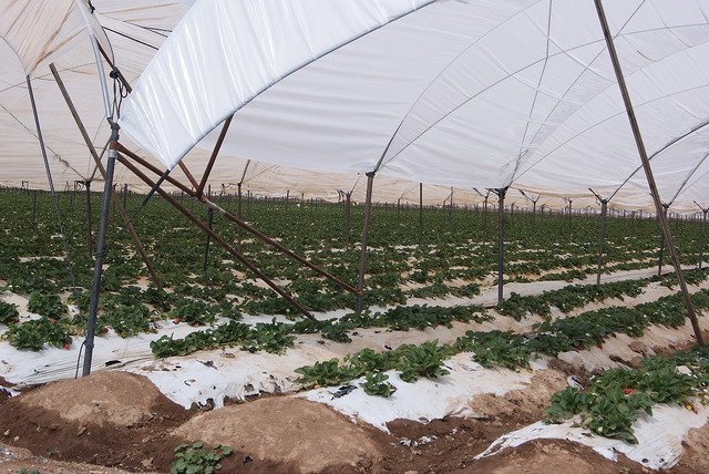 Surge la primera falla en Distrito de Riego 01