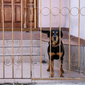 28447604320_f4c455363d_z