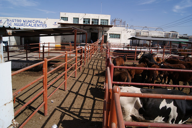 Adeuda la capital 3.5 millones de pesos a San Francisco de los Romo por operación del rastro