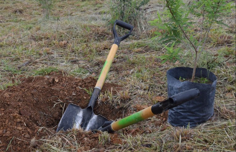 Inicia Jornada de Reforestación
