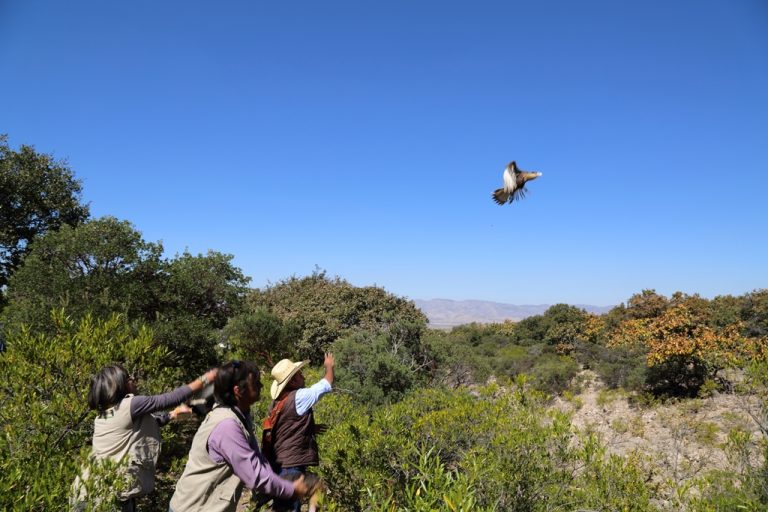 40 aniversario de la conmemoración del Día Mundial de los Animales