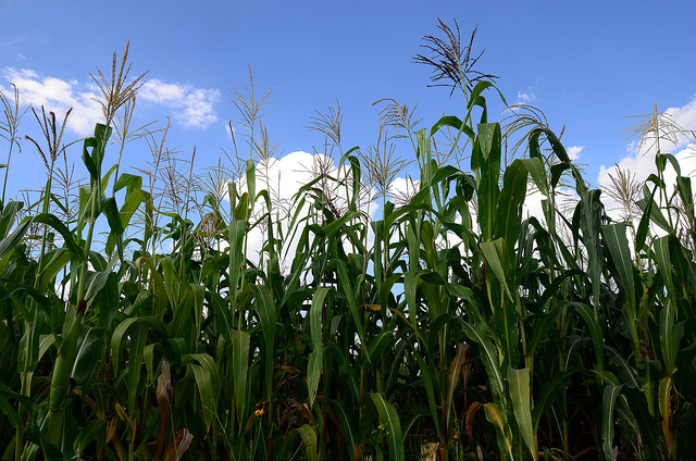 Se llevó a cabo la Expo Maíz 2016 en el Campo Experimental Pabellón del Inifap