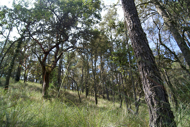 Hay recuperación en el ecosistema de la Sierra Fría