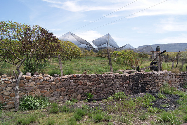 Implementan acciones de control en huertos abandonados en zonas productoras de guayaba
