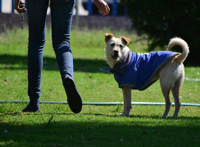 Padrón municipal de mascotas debe implementar el uso de microchips