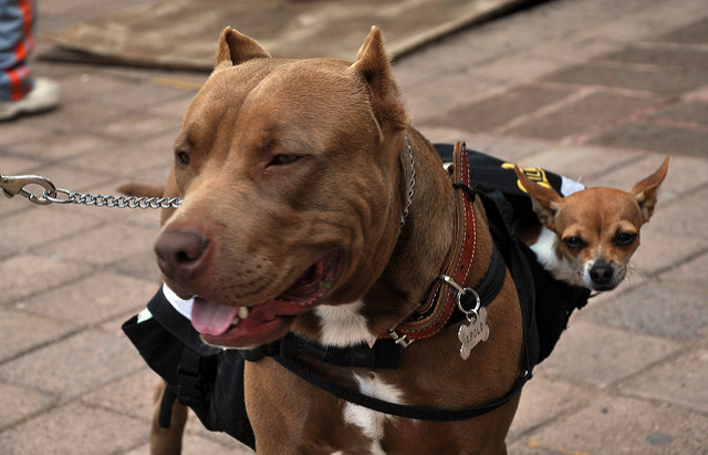 Alza en ataques de pitbulls se debe al maltrato y reproducción desmedida de la raza