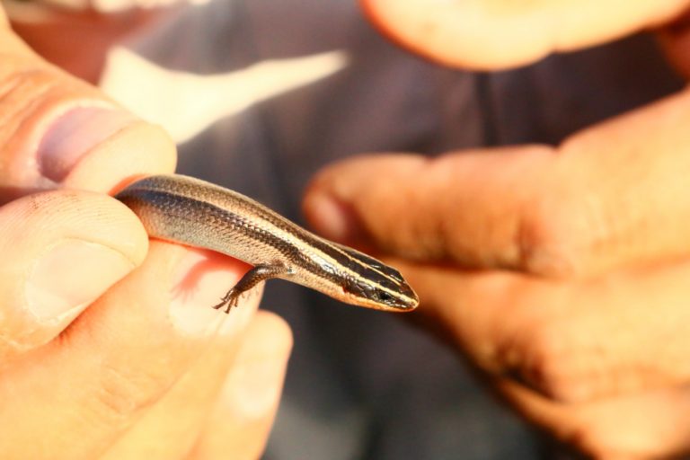Estudiantes realizan trabajo de investigación en el área ambiental y ecológica