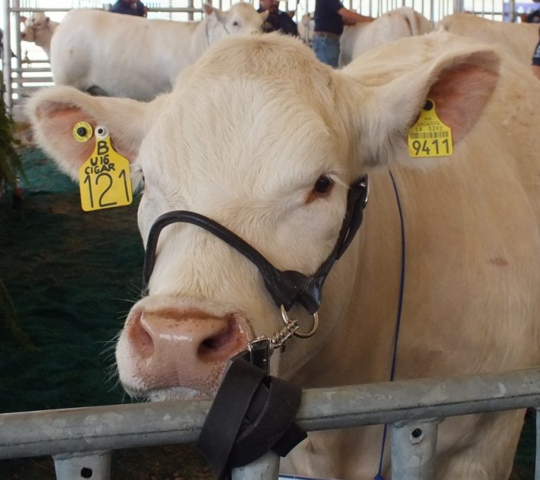 Ganado bovino y las colmenas deben contar con registro de identificación del SINIIGA