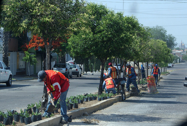 Agradecen a participantes del programa Adopta un Camellón