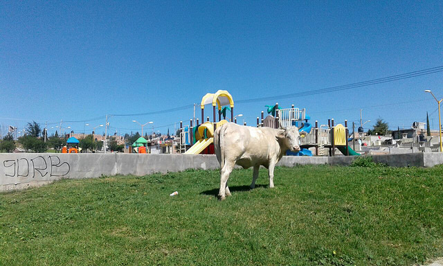 Cuadrilla de avanzada