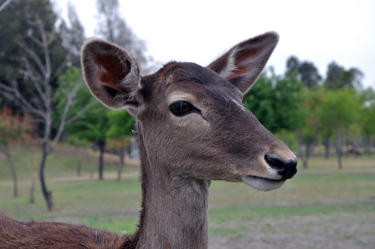 Anuncia PVEM iniciativa para regular la exhibición de animales silvestres