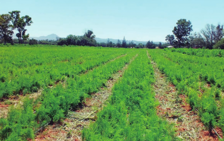 Al 90 por ciento la regularización agraria en Aguascalientes