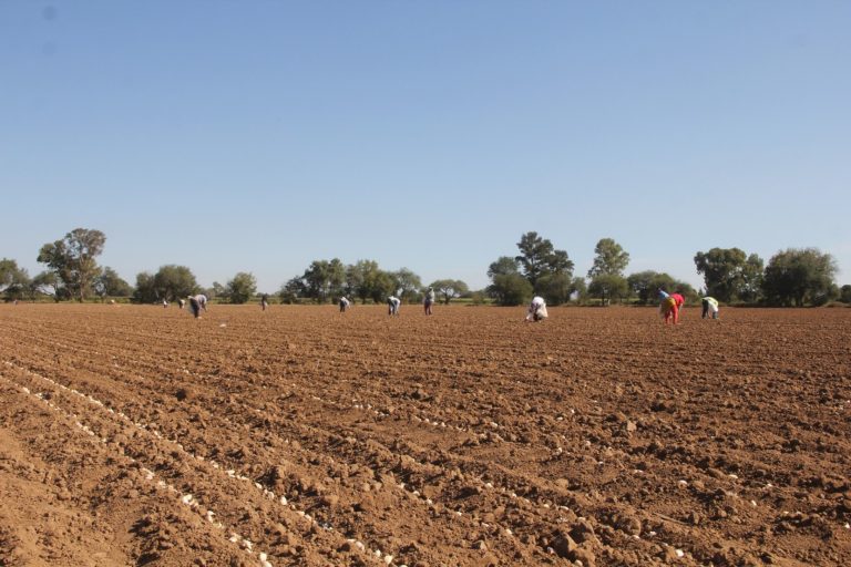 Siembras del Ciclo Agrícola Otoño-Invierno