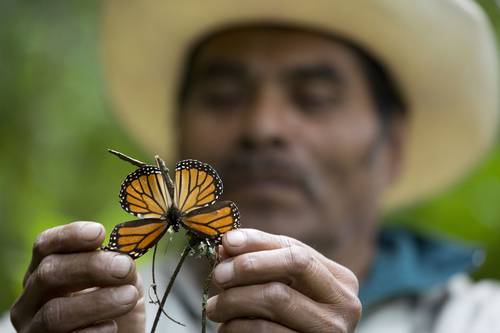 Promueven la conservación de la mariposa monarca en empresas