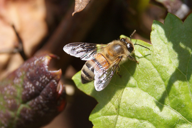 Inauguración del tercer Encuentro Apícola del Altiplano Mexicano