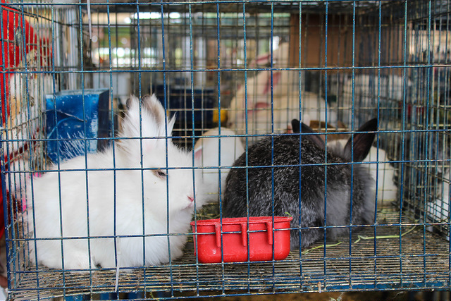 Productores de conejo reciben apoyos