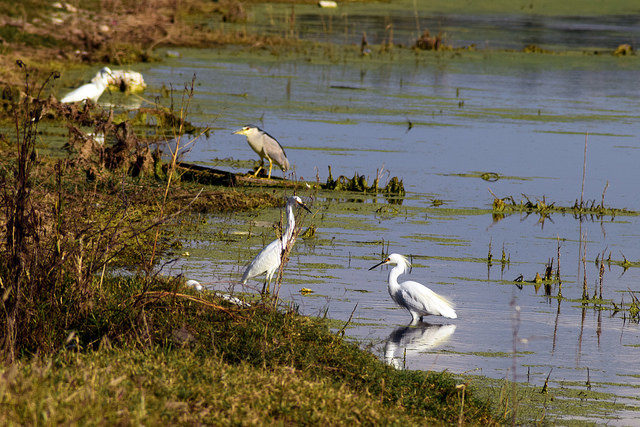Se oponen a la construcción de parque industrial en el Bosque de Cobos