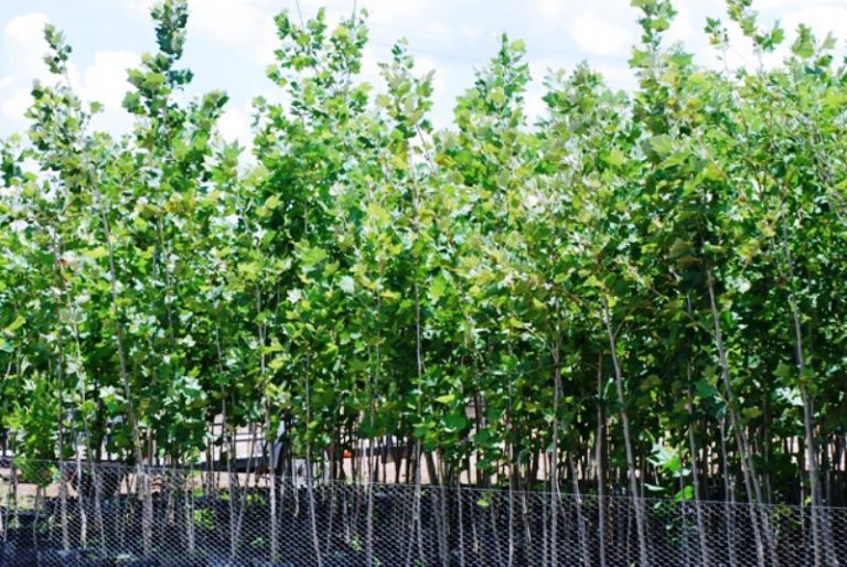 Invitan a participar en la campaña de reforestación Árboles Fuertes, Huellas Gigantes