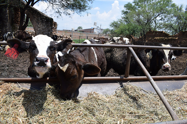 Apoyo en el mejoramiento genético del ganado