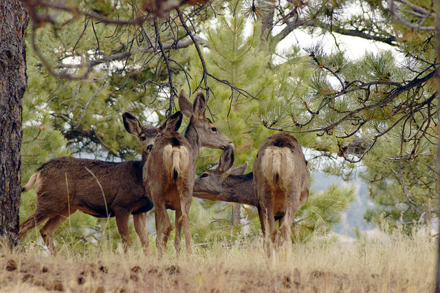 Ignora Profepa a cazadores furtivos en el bosque de Cobos