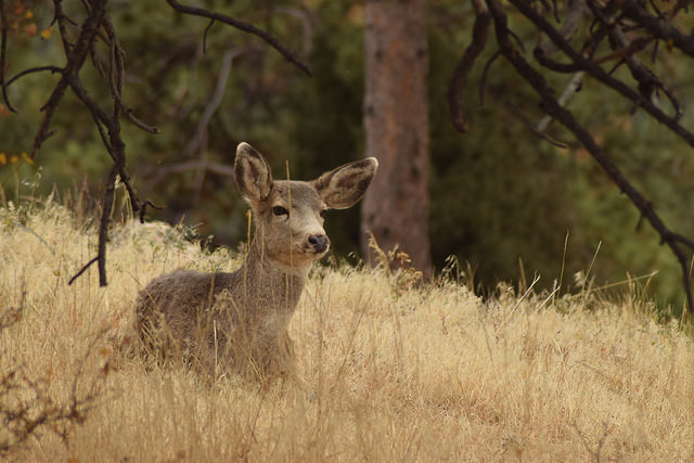 550 animales fueron cazados legalmente en Aguascalientes