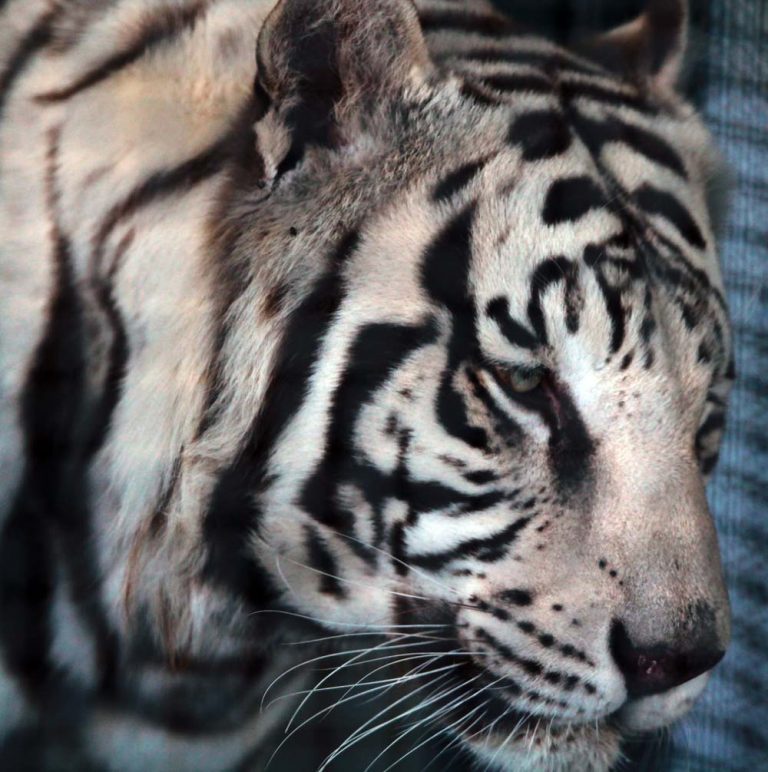 Hay mil 457 mascotas exóticas en Aguascalientes