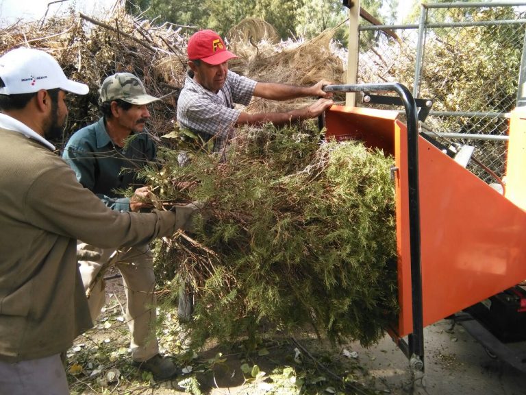 Abren centros de acopio para árboles naturales