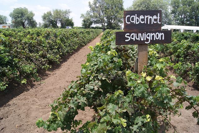 Presentan el proyecto la Ruta del Vino en Aguascalientes