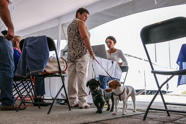 30 mil animales han sido registrados en el Padrón Municipal de Mascotas