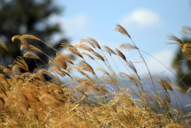 UAA celebrará 150 aniversario de la Escuela de Agricultura